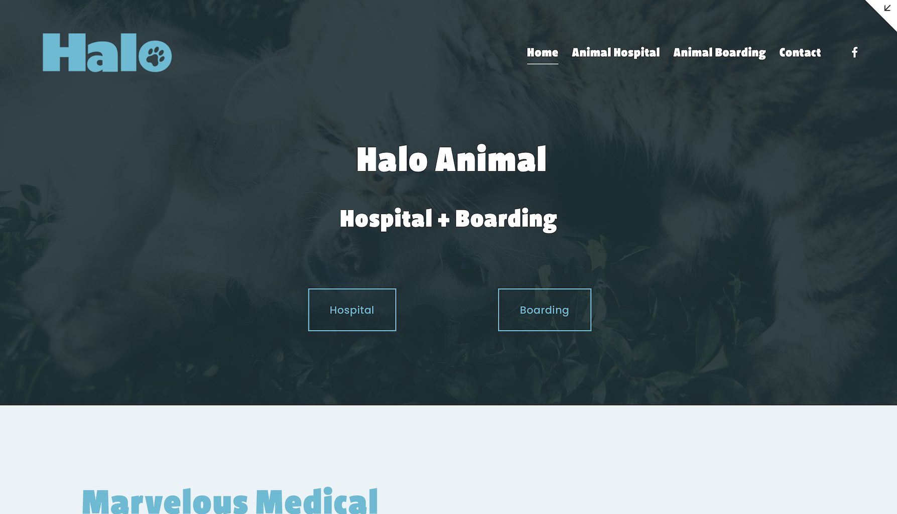 Halo Animal Hospital Branding